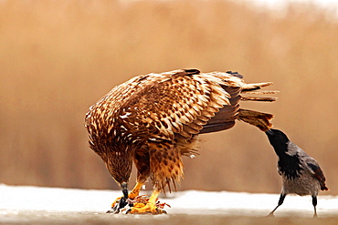 Hooded Crow (Corvus corone cornix) pulling the tail of a White-tailed Eagle (Haliaeetus albicilla) in an attempt to steal his prey, Hungary