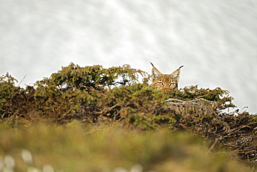 Eurasian lynx (Lynx lynx) hidden in bushes, Vaud alps, Switzerland