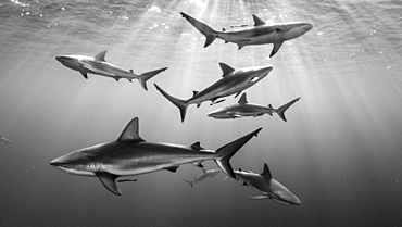 Caribbean reef shark (Carcharhinus perezii), Gardens of the Queen, Cuba)