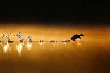 Little Grebe (Tachybaptus ruficollis) flying from the water surface at dawn, Grand Est, France