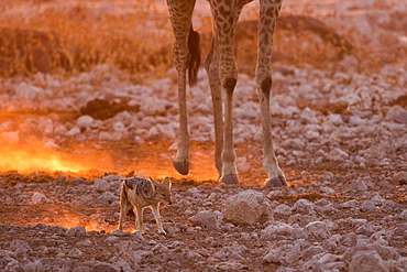 Black-backed jackal (Canis mesomelas) in the dust against the light in the legs of a Giraffe (Giraffa camelopardalis) at sunset, Namibia