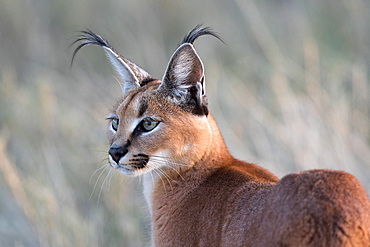 Portrait of Caracal (Caracal caracal), Etosha, Namibia