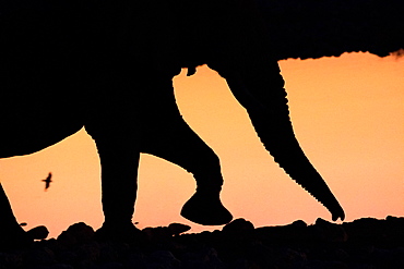 African Elephant (Loxodonta africana) walking in front of iridescent water by sunset, a Namaqua Sandgrouse (Pterocles Namaqua) runs in the background between his legs, Namibia