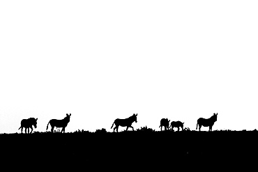 Mountain zebra (Equus zebra) walking on a ridge, Namibia