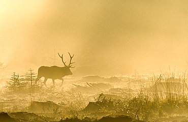 Red Deer (Cervus elaphus) walking in the fog against the light at dawn, Ardennes, Belgium