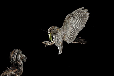 Eurasian Scops Owl (Otus scops) landing with prey at night, Spain