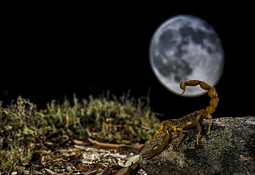 Common Yellow Scorpion (Buthus occitanus) in front of moon, Spain