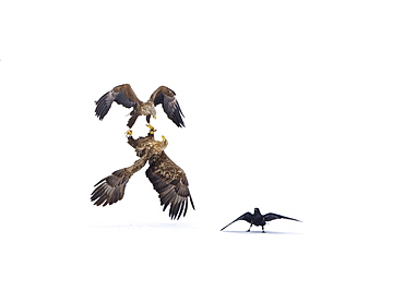 White-tailed Eagle (Haliaeetus albicilla) courtship behavior and Raven (Corvus corax) in the snow, Lokka reservoir, Lapland, Finland