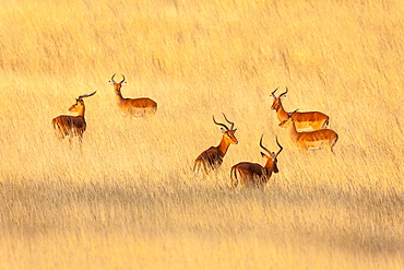 Impala (Aepyceros melampus) bucks in the savannah, Kenya