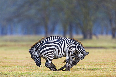 Plains zebra (Equus burchelli) fighting, Nakuru lake National Park, Kenya