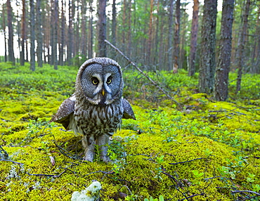 Great Gray Owl (Strix nebulosa) flooring, Finland