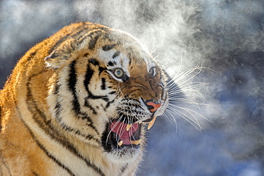 Portrait of Siberian Tiger (Panthera tgris altaica) in winter, Siberian Tiger Park, Harbin, China