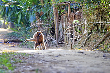 Western hoolock gibbon (Hoolock hoolock), adult female tamed in a village, Gumti wildlife sanctuary, Tripura state, India