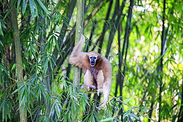 Western hoolock gibbon (Hoolock hoolock), female screaming in bamboo, Gumti wildlife sanctuary, Tripura state, India