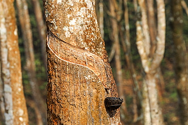 Harvesting latex from rubber trees, Tripura state, India