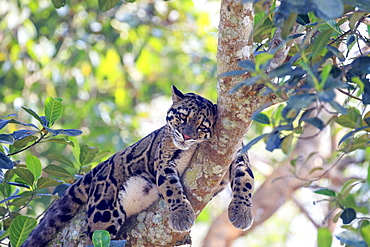 Clouded leopard (Neofelis nebulosa) at rest in a tree, Trishna wildlife sanctuary, Tripura state, India