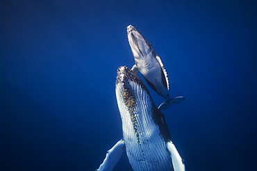 Humpback whales (Megaptera novaeangliae), Indian Ocean, Reunion