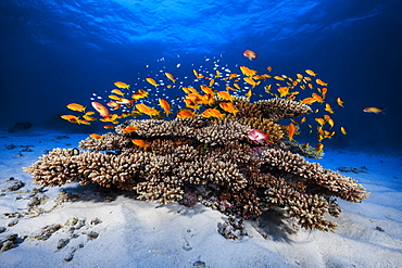 Colony of Sea Goldies (Pseudanthias squamipinnis) near its coral head, Mayotte, Indian Ocean