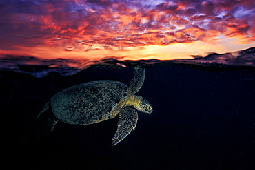 Green turtle (Chelonia mydas) swimming under the surface at dusk, Indian Ocean, N'Gouja Bay, Mayotte