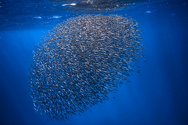 School of Fishes in the lagoon of Mayotte, Indian Ocean