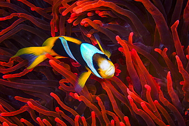 Mauritius clownfish (Amphiprion chrysogaster) in a red sea anemone, Mayotte, Indian Ocean