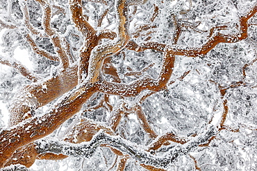 Scots pine in winter - Guadarrama NP Spain