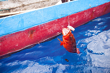 Small red grouper catched - Nukus Island Maluku Indonesia