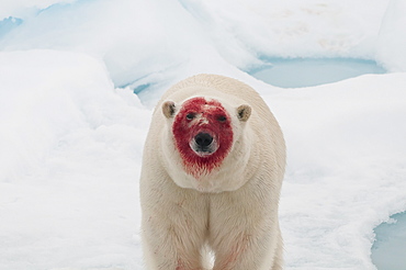 after eating a bearded seal