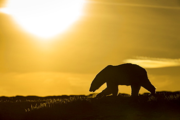 Polar Bear (Ursus maritimus) walking at sunset in hills along rocky coastline of Hudson Bay near Arctic Circle, Repulse Bay, Nunavut Territory, Canada