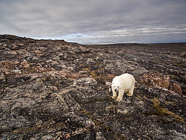 Aerial view of Polar Bear (Ursus maritimus) walking through rocky hills along Hudson Bay near Arctic Circle, Repulse Bay, Nunavut Territory, Canada