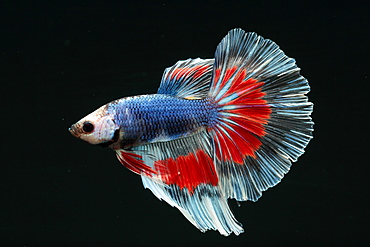 (Betta splendens), male on black background. half moon butterfly variety