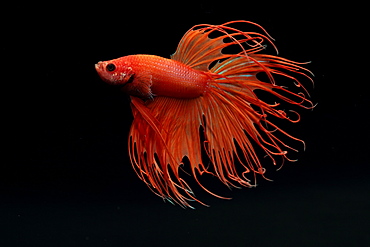 (Betta splendens), male on black background. crown tail red variety