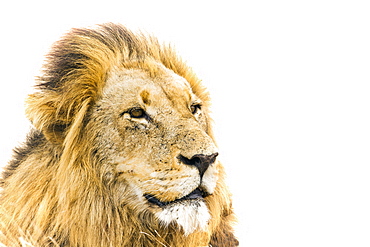Lion in Kruger National park