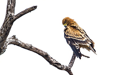 Wahlberg's Eagle in Kruger National park, South Africa