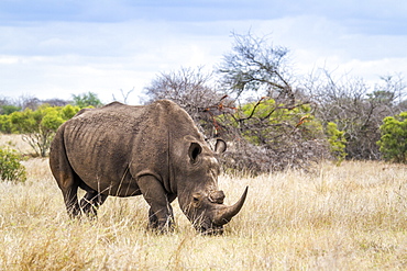 Southern white rhinoceros in Kruger National park