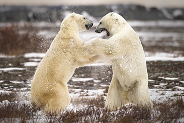 Clash of the titans - two fighting polar bears