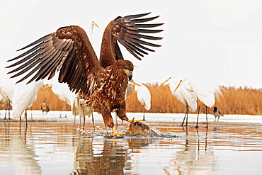 Portrait of a White-tailed Eagle and fish with Great Egrets