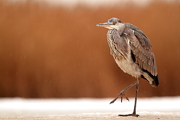 Grey Heron on snow, reedbed in background and little rain