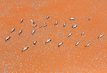 Gemsbok or gemsbuck (Oryx gazella), Namib Desert, Namibia, Africa