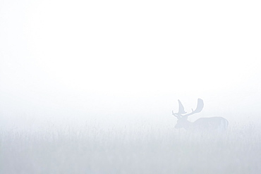 Fallow Deer (Cervus dama) on misty morning, Hesse, Germany, Europe