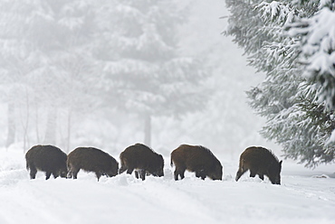 Wild boars (Sus scrofa), Spessart, Bavaria, Germany, Europe