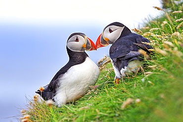 Atlantic Puffin (Fratercula arctica), Shetland Islands, Scotland