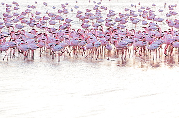 Flamingos, Salinas, Walvis Bay, Namibia, Africa