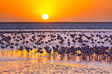 Flamingos, Salinas, Walvis Bay, Namibia, Africa