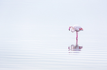 Flamingos, Salinas, Walvis Bay, Namibia, Africa