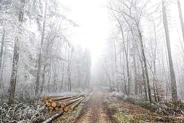 Frosted trees on a forest path in winter, Moselle, France