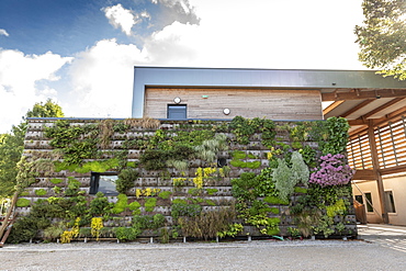 Green wall on a building, summer, Pas de Calais, France