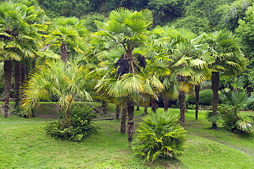 Chinese windmill palm (Trachycarpus fortunei)