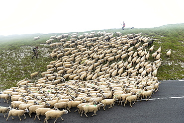 Transhumance of Boulonnais sheep on Cap Blanc-Nez, Pas de Calais, France