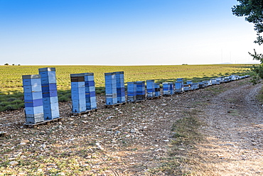 Beehives in front of a lavender field in Moustiers-Sainte-Marie, Provence, France